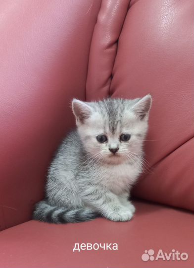 Британские котята