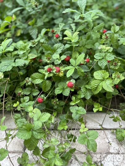 Земляника декоративная(почвопокровник душенея)