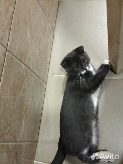 Отдам бесплатно