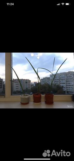 Финиковая пальма