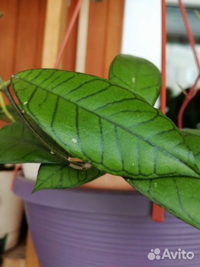 Хойи укорененные