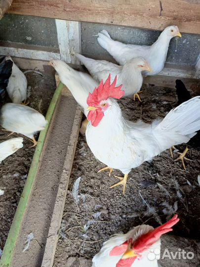 Молодые петухи