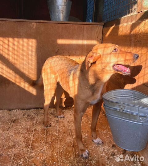 Собака осталась одна