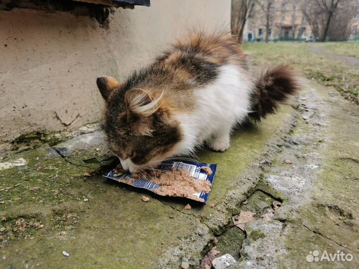 Кошечка на улице, помогите пожалуйста спасти