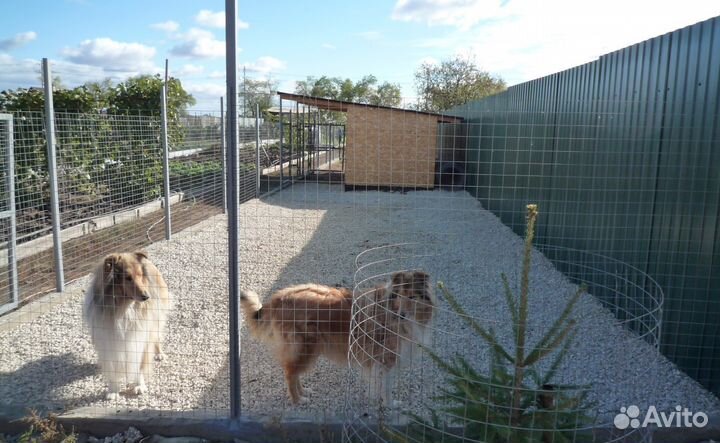 Гостиница для собак