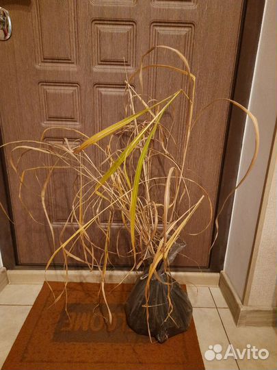 Мискантус, саженцы