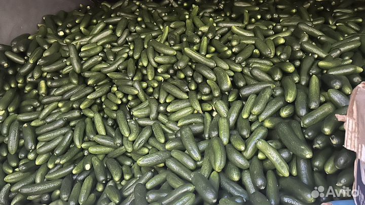 Огурцы свежие бесплатная доставка