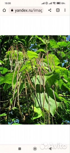 Катальпа (макаронное дерево)