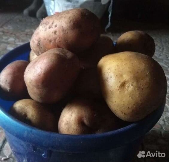 Продам картофель