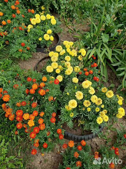 Рассада бархатцы