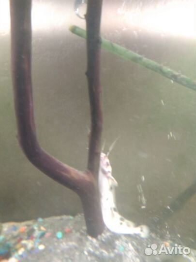 Сом ангольский клариус