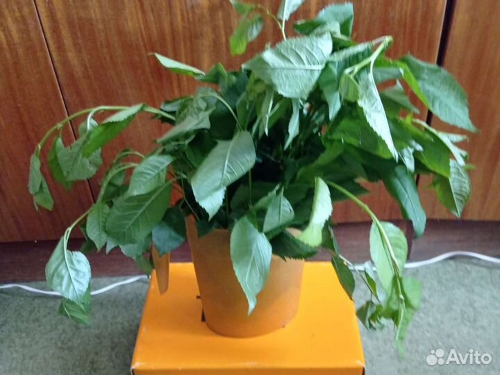 Вишни, облепихи, малины и чёрной смородины лист