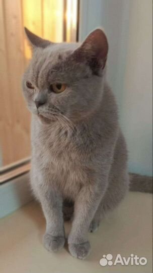Кошка в дар