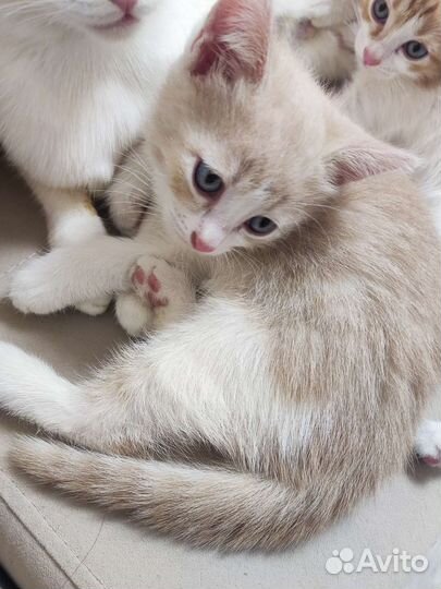 Кошки в добрые руки