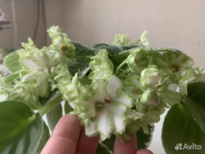 Фиалка сортовая