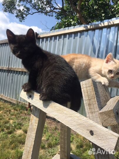 Котик (родился 16.04.2023)