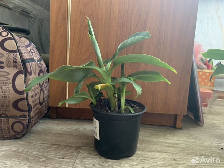 Карликовый банан