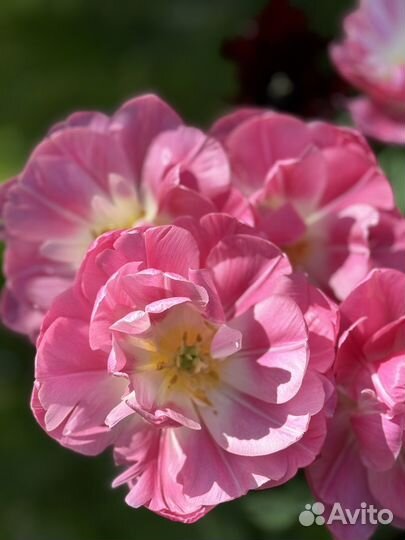 Сортовые Луковицы Тюльпанов коллекционные