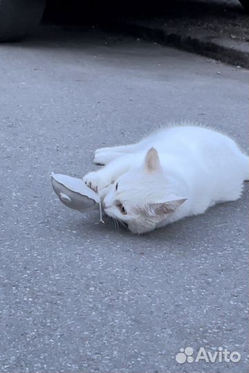 Игрушки с кошачьей мятой