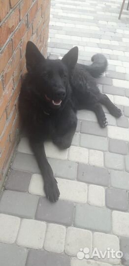 Вязка собак немецкая овчарка