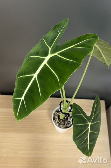 Алоказия мишольца