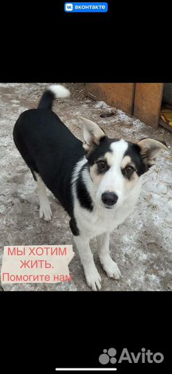 Щенок коротколапик