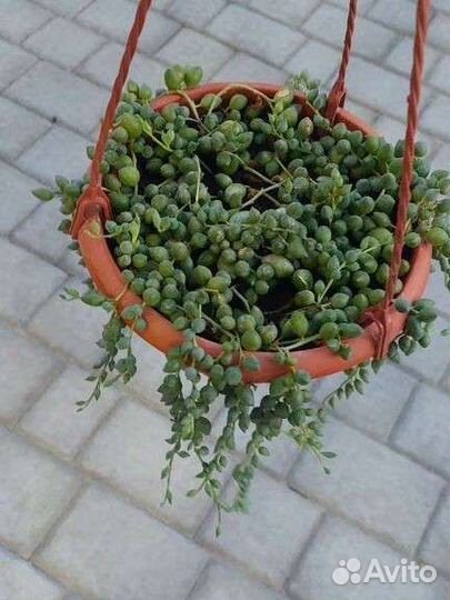 Оттона Герейна, хавортия