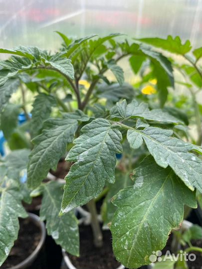 Домашняя крепкая рассада томатов перцев огурцов