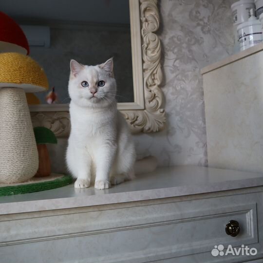 Бритнская голубая золотистая шиншилла поинт мальчи