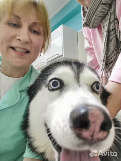 Ветеринарные услуги