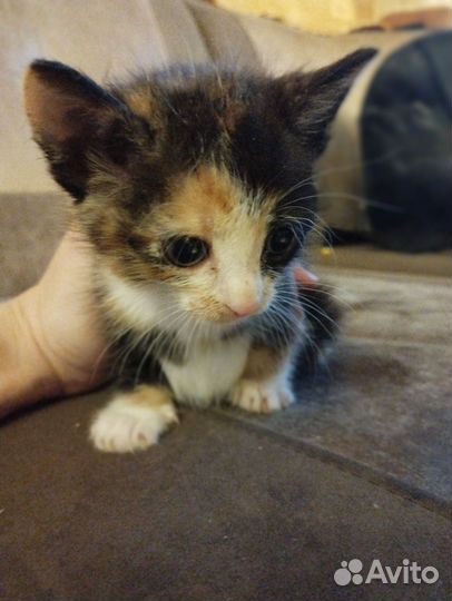 Кошки в добрые руки бесплатно