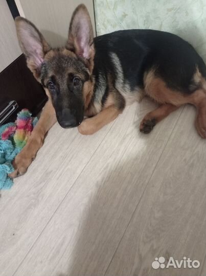 Немецкая овчарка