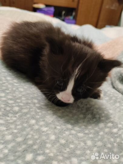 Кошки