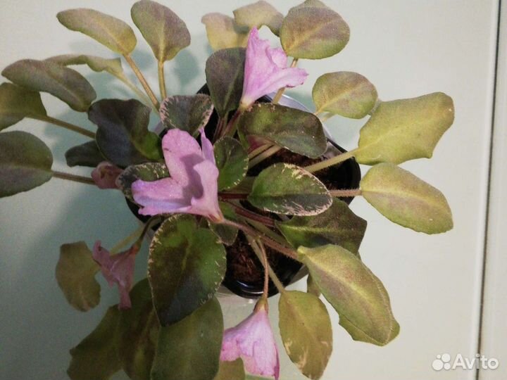 Фиалки - трейлеры