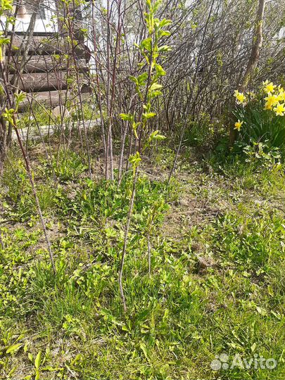 Облепиха, вишня, шиповник