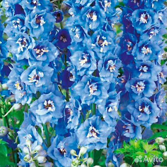 Дельфиниумы разные гибриды сортовые не самосев