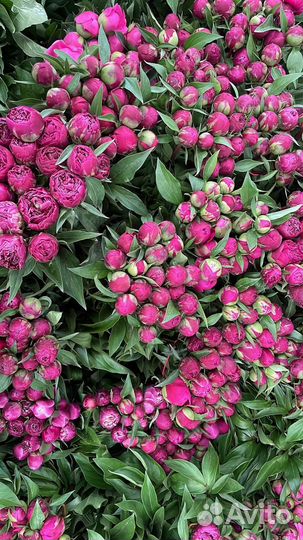 Живые цветы оптом