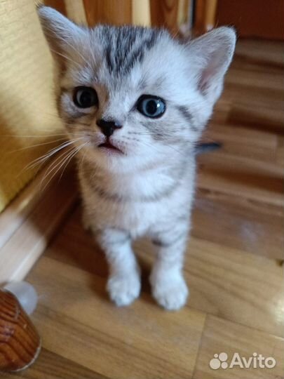 Шотландские котята