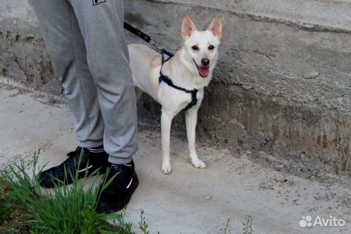 Собачка ищет дом