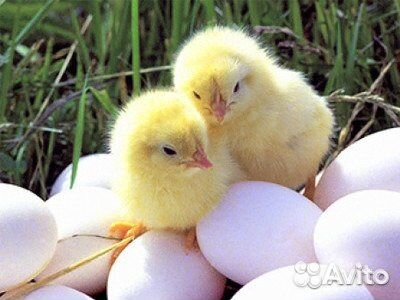 Инкубационное Яйцо в розницу и оптом