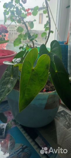 Антуриум красный