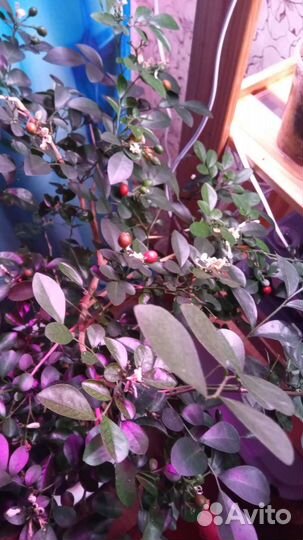 Мурайя детки