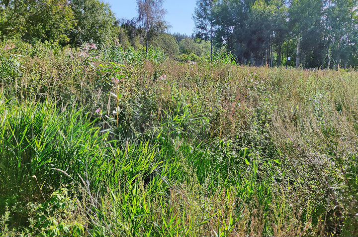 Участок 7,5 сот. (ИЖС)