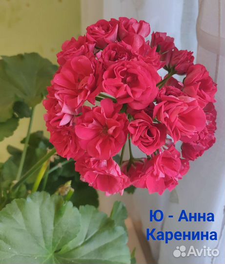 Пеларгония герань сортовая