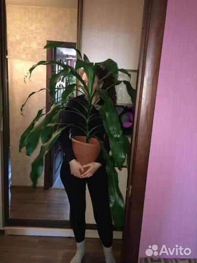 Пальма - драцена