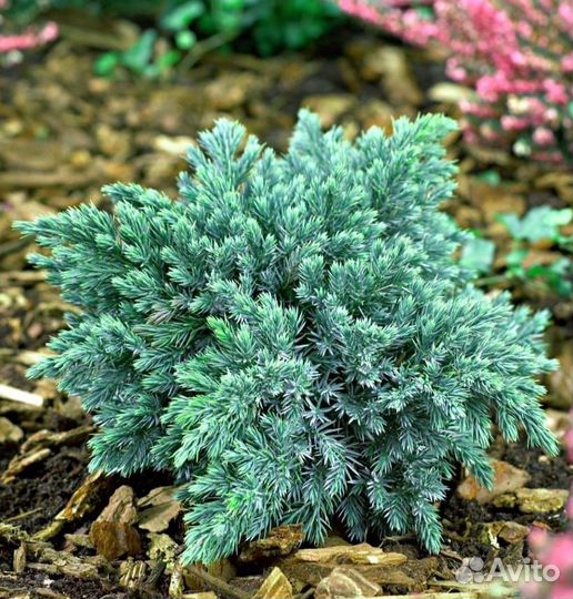 Можжевельник Блю Стар