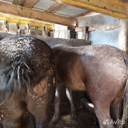 Продам лошадей