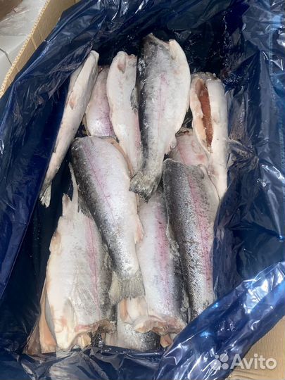 Форель морская Premium с/м