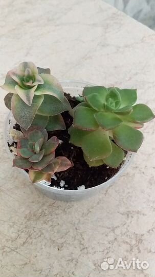 Суккуленты