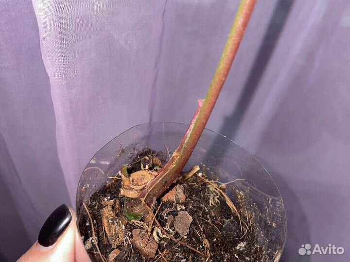 Сингониум клубничный лед